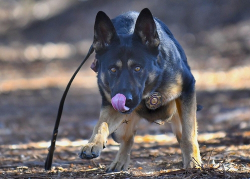 Duke, the new Santa Barbara Sheriff's Office K-9, trains with handler Deputy Brian Scott in Pioneer Park in Orcutt. by Len Wood, Staff