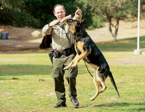 After going through a demonstration Thursday afternoon at Tucker's Grove Park in Goleta, Duke is rewarded with his toy by Deputy Brian Scott.