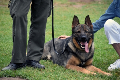 Chop, a 2-year-old male German shepherd from Germany, has joined the Santa Barbara County Sheriff’s Department’s K-9 unit. (Brooke Holland / Noozhawk photo)