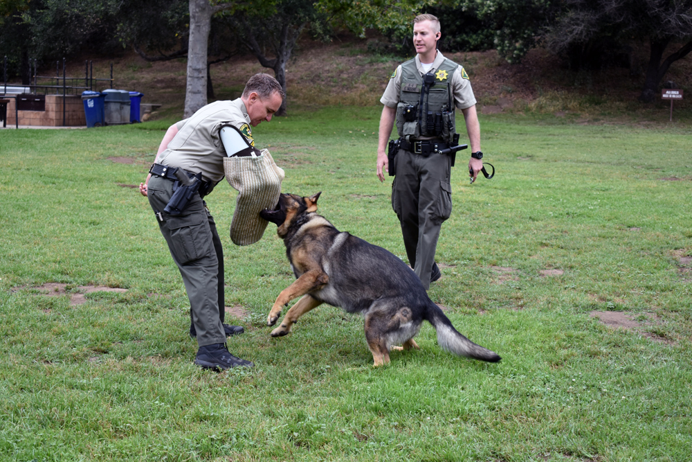 Sgt. Jarrett Morris and canine Chop, with handler Shane Moore nearby, participate in a bite demonstration Thursday at Tucker’s Grove Park in Goleta. (Brooke Holland / Noozhawk photo)