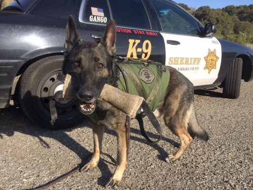 SB Sherriffs K-9 Gango at work