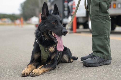 The Santa Barbara County Sheriff’s Department has four K-9s on duty, including Odin, who joined the force in April. (Santa Barbara County Sheriff’s Department photo)The Santa Barbara County Sheriff’s Department has four K-9s on duty, including Odin, who joined the force in April. (Santa Barbara County Sheriff’s Department photo)